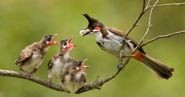 The-Ruler-poem-by-a sri-lankan-about-a-bulbul-mother