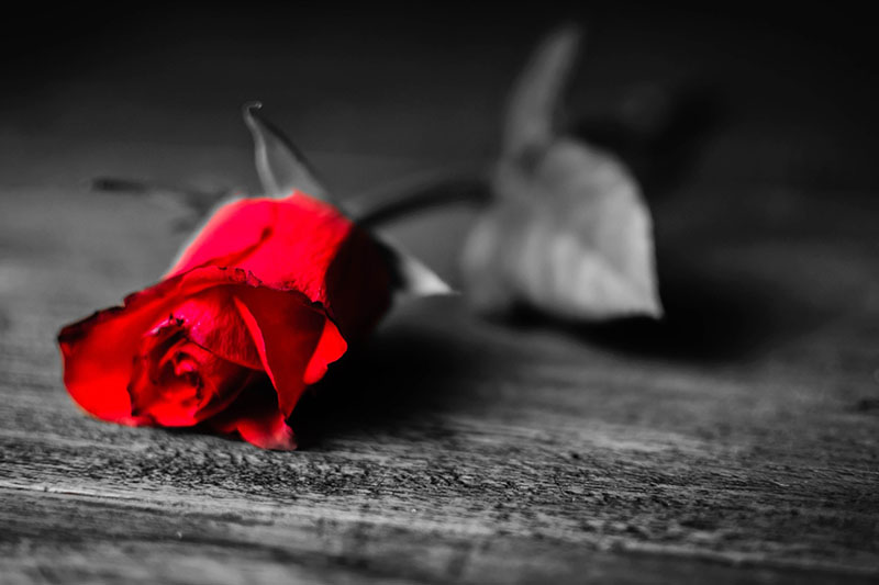 red rose sad death poem